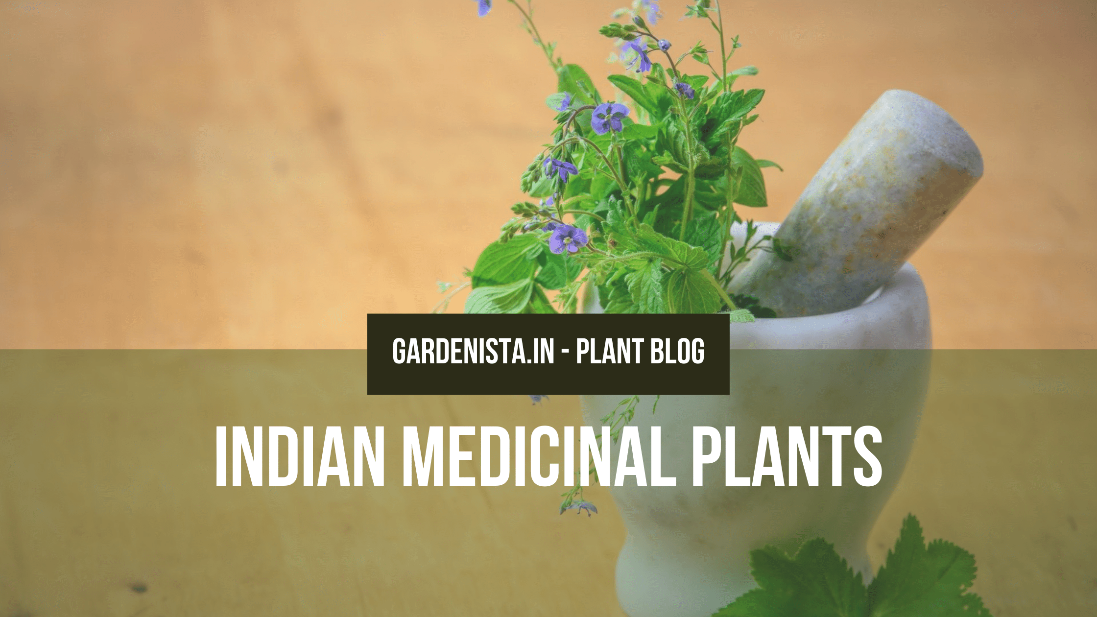 Indian Medicinal Plants Gardenista