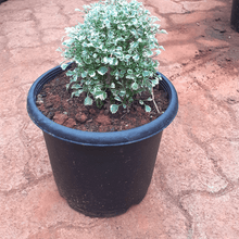 Load image into Gallery viewer, Aralia Variegated