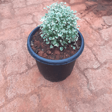 Load image into Gallery viewer, Aralia Variegated