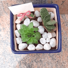 Load image into Gallery viewer, Blue Ceramic Pot With Succulent Assortment