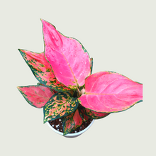 Load image into Gallery viewer, Aglonema