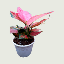 Load image into Gallery viewer, Aglonema
