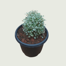 Load image into Gallery viewer, Aralia Variegated