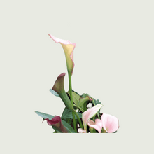 Load image into Gallery viewer, Plants Combos-Peace Lily & Arum Lily