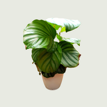 Load image into Gallery viewer, Calathea Orbifolio