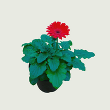 Load image into Gallery viewer, Daisy Red
