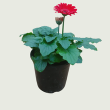 Load image into Gallery viewer, Daisy Red