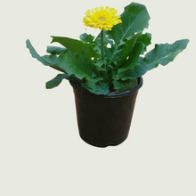 Load image into Gallery viewer, Daisy Yellow