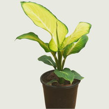 Load image into Gallery viewer, Dieffenbachia