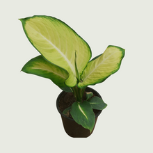Load image into Gallery viewer, Dieffenbachia
