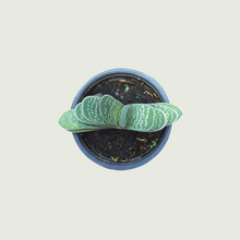 Load image into Gallery viewer, Gasteria Liliputana
