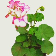 Load image into Gallery viewer, Geranium Ivy