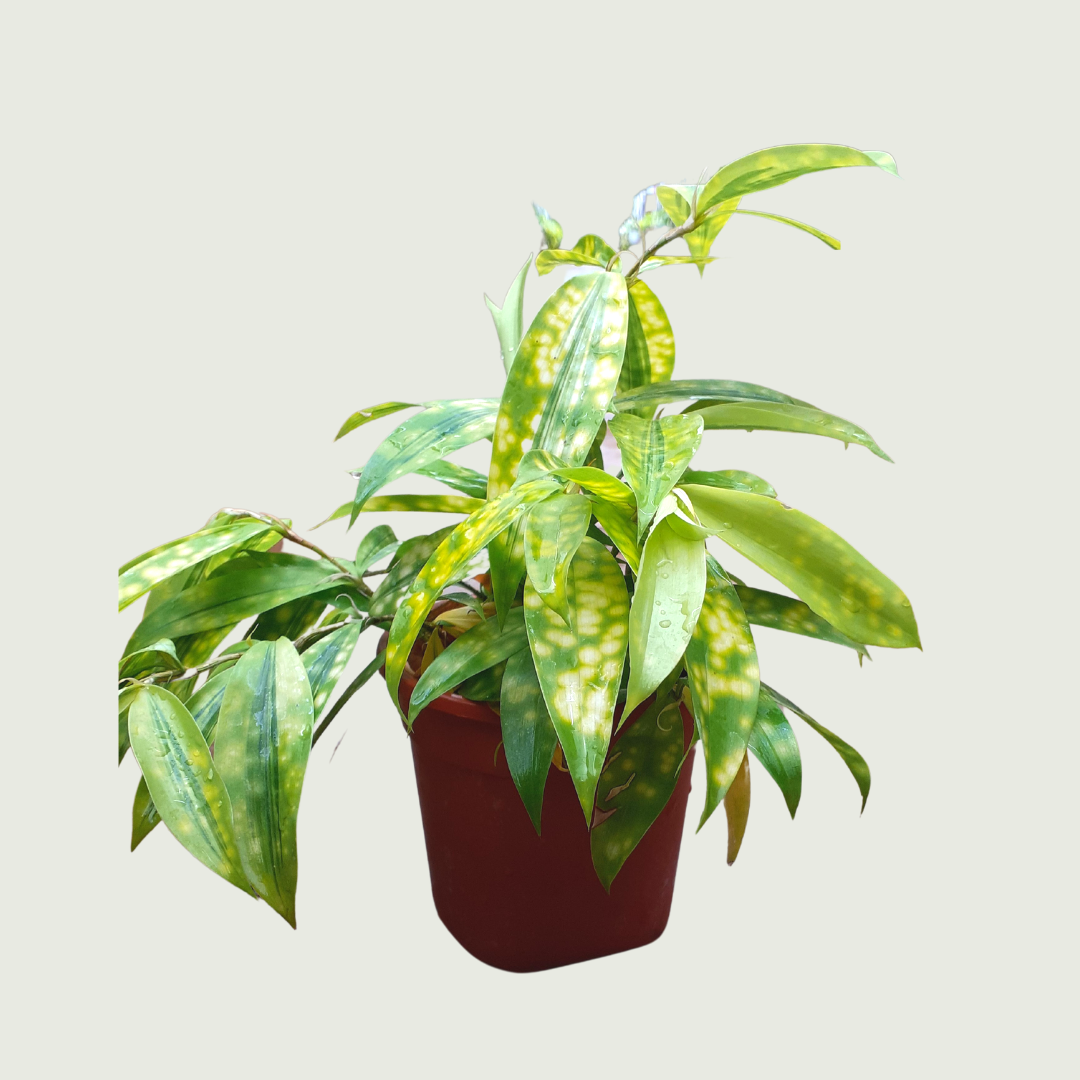 Golden Dracaena – Gardenista