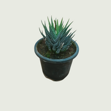 Load image into Gallery viewer, Haworthia Coarctata