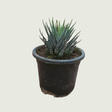 Load image into Gallery viewer, Haworthia Coarctata