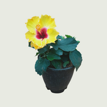 Load image into Gallery viewer, Hibiscus Yellow