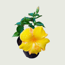 Load image into Gallery viewer, Hibiscus Yellow
