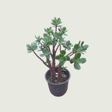 Load image into Gallery viewer, Jade