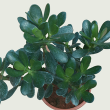 Load image into Gallery viewer, Jade