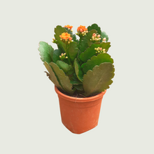 Load image into Gallery viewer, Kalanchoe