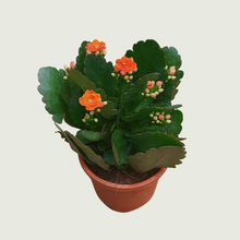 Load image into Gallery viewer, Kalanchoe