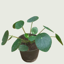 Load image into Gallery viewer, Money Plant- Chinese