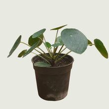 Load image into Gallery viewer, Money Plant- Chinese