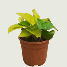 Load image into Gallery viewer, Money Plant- Golden