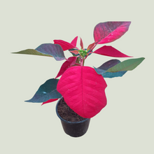 Load image into Gallery viewer, Poinsettia