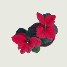 Load image into Gallery viewer, Poinsettia