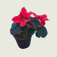 Load image into Gallery viewer, Poinsettia