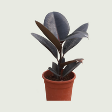 Load image into Gallery viewer, Rubber Plant/ Black Prince