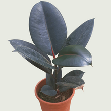 Load image into Gallery viewer, Rubber Plant/ Black Prince