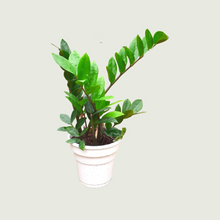 Load image into Gallery viewer, ZZ Plant