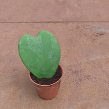 Load image into Gallery viewer, Hoya Kerrii Sweetheart