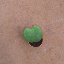 Load image into Gallery viewer, Hoya Kerrii Sweetheart