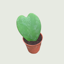 Load image into Gallery viewer, Hoya Kerrii Sweetheart