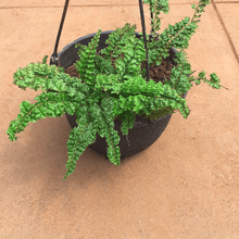 Load image into Gallery viewer, Nephrolepis Exaltata Or Boston Fern