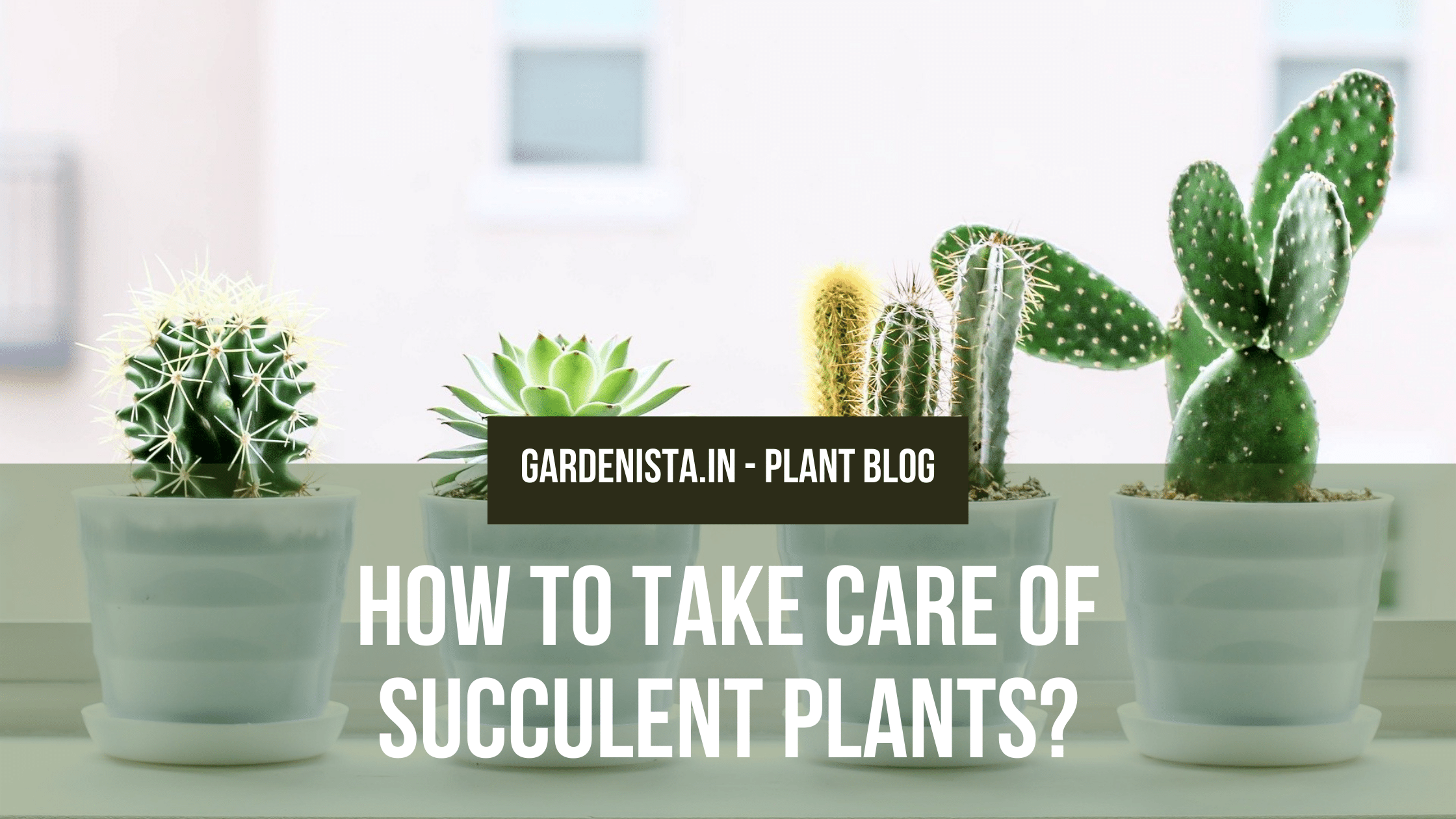 How to take care of Succulent Plants? Gardenista