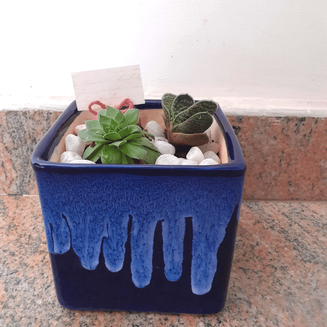 Blue Ceramic Pot With Succulent Assortment