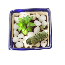 Load image into Gallery viewer, Blue Ceramic Pot With Succulent Assortment
