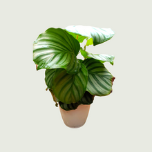 Load image into Gallery viewer, Calathea Orbifolio (Wholesale price for 10 plants)

