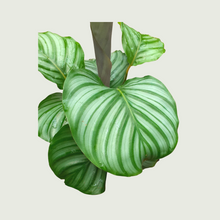 Load image into Gallery viewer, Calathea Orbifolio (Wholesale price for 10 plants)
