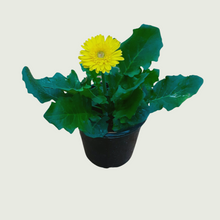 Load image into Gallery viewer, Daisy Yellow
