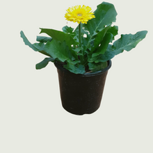 Load image into Gallery viewer, Daisy Yellow
