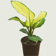 Load image into Gallery viewer, Dieffenbachia (Wholesale price for 10 plants)
