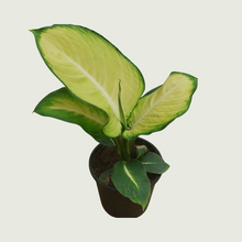 Load image into Gallery viewer, Dieffenbachia (Wholesale price for 10 plants)
