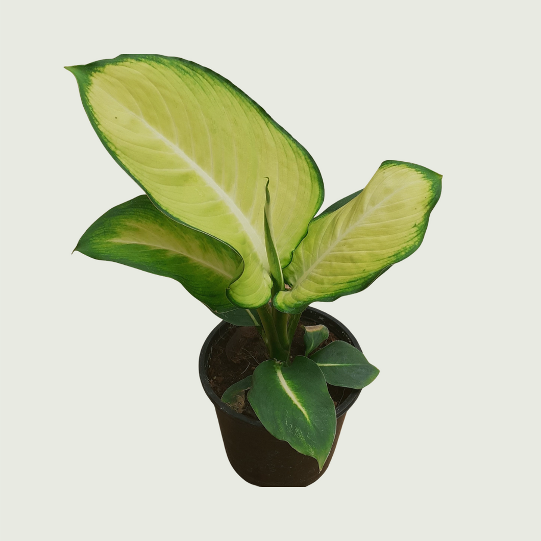 Dieffenbachia (Wholesale price for 10 plants)