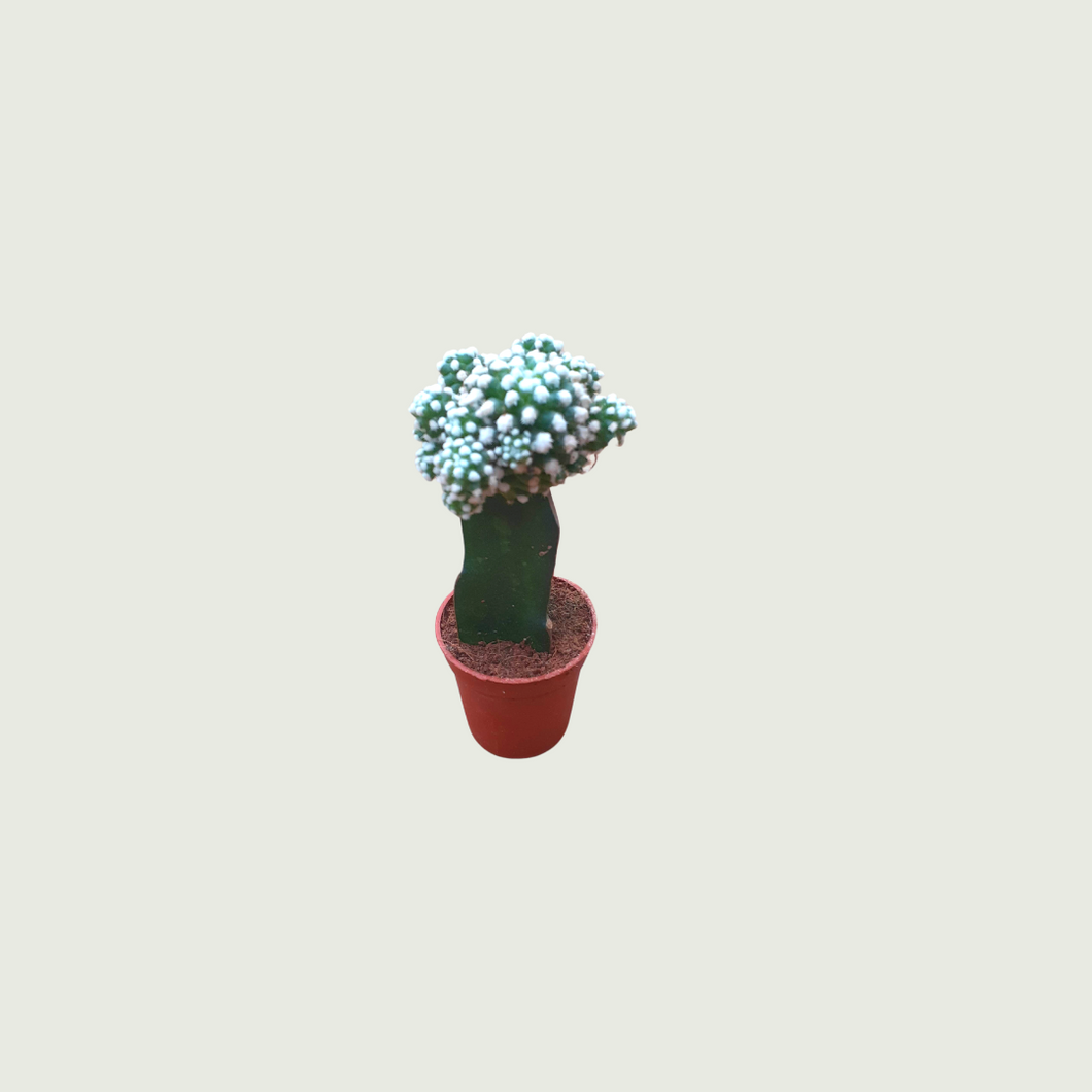 Dotted Green Moon Cactus