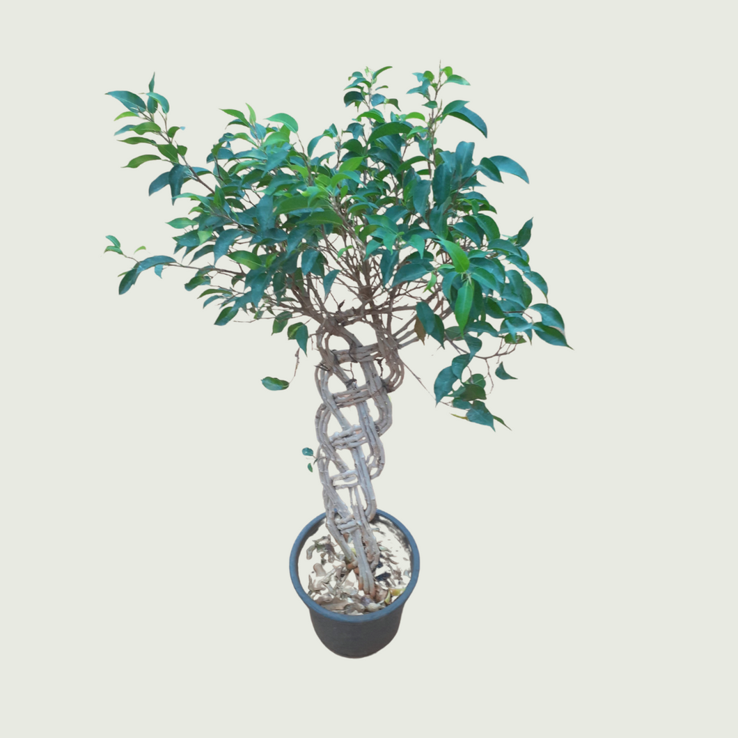 Ficus Bonsai Vertical Braided Arrangement